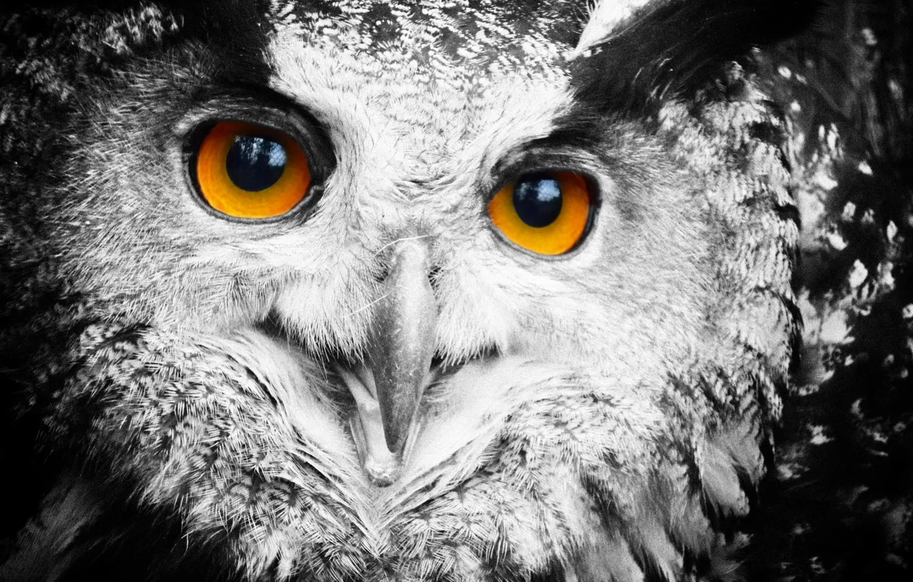 Photo wallpaper eyes, owl, feathers, owl
