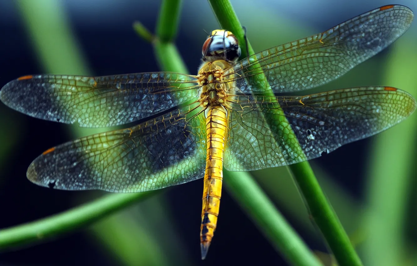 Photo wallpaper macro, transparent, dragonfly, stem, wings, green background
