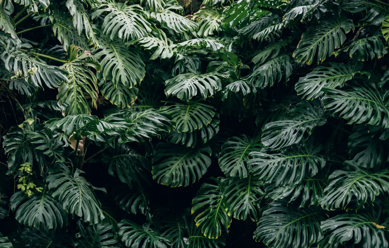 Photo wallpaper nature, plant, monstera, Thimo Van Leeuwen