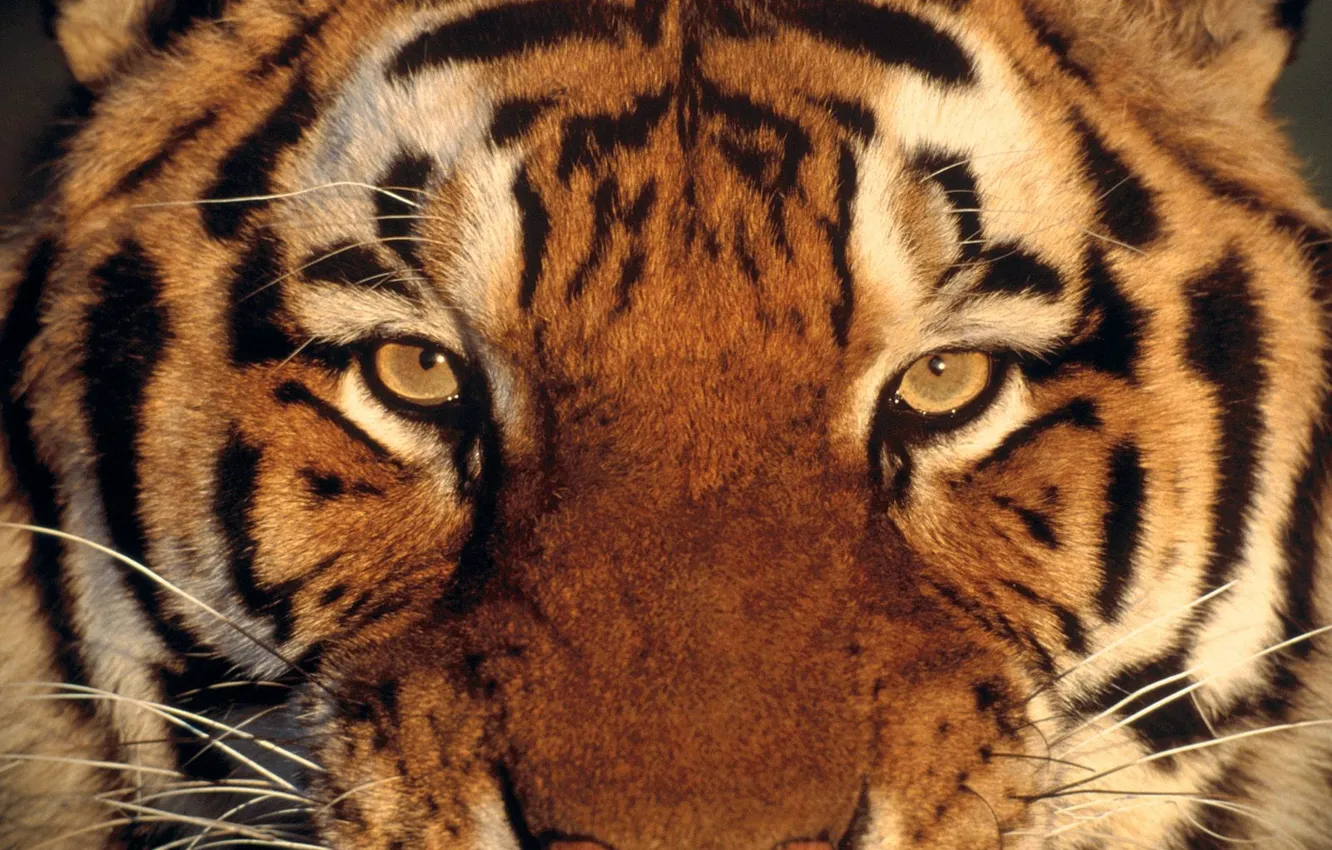 Photo wallpaper eyes, look, tiger