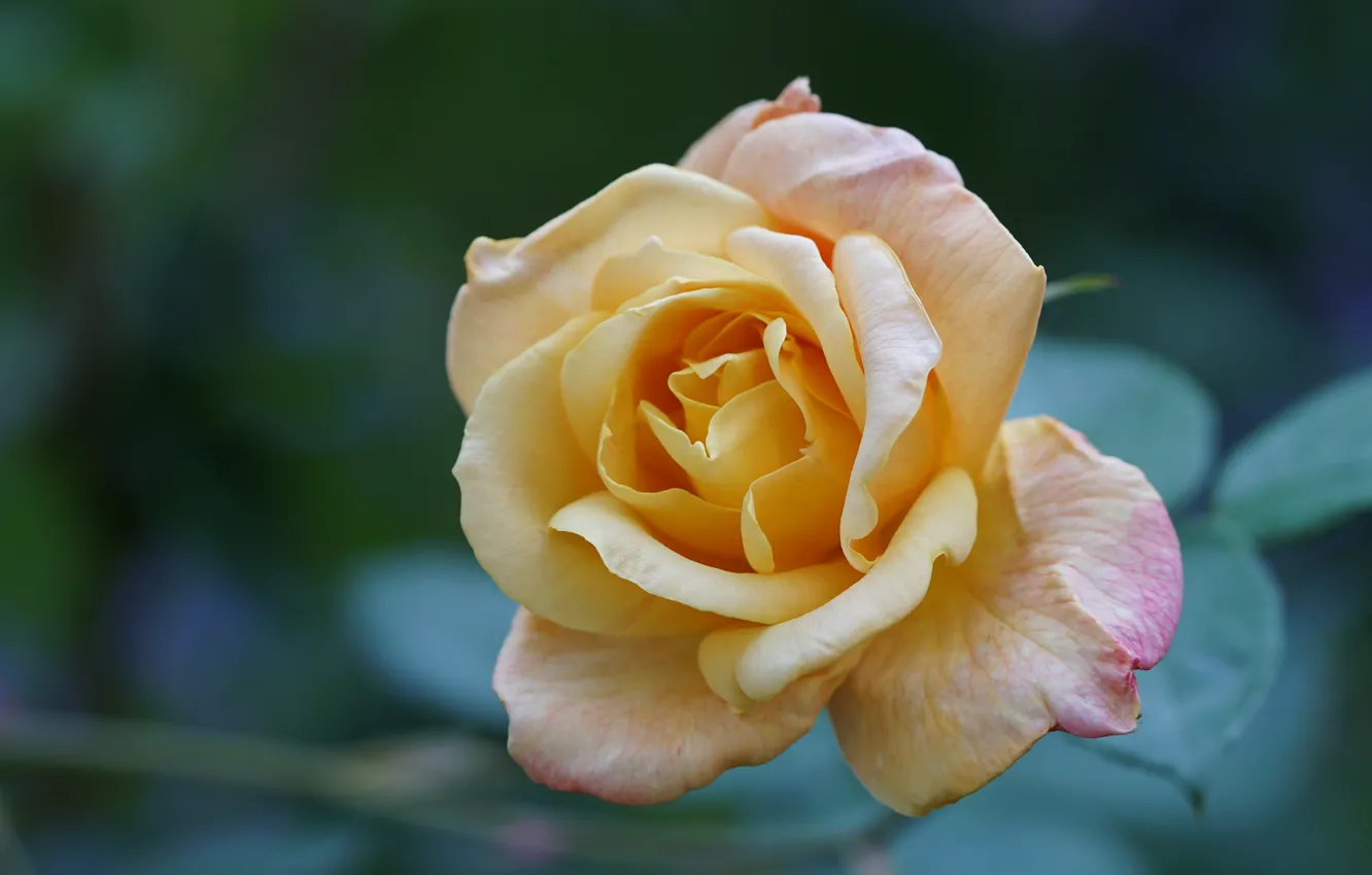 Photo wallpaper macro, flowers, yellow, roses, bokeh