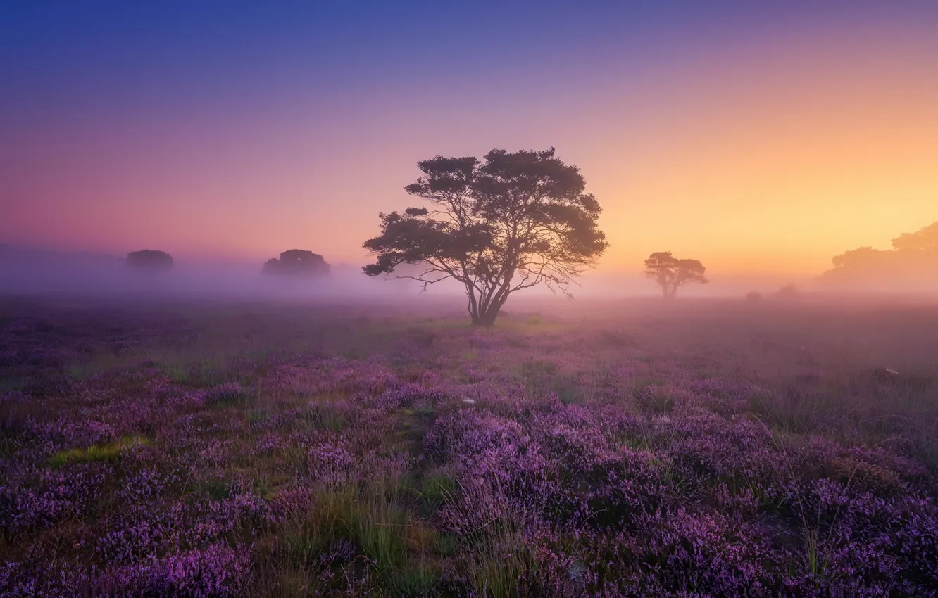 Photo wallpaper field, fog, morning