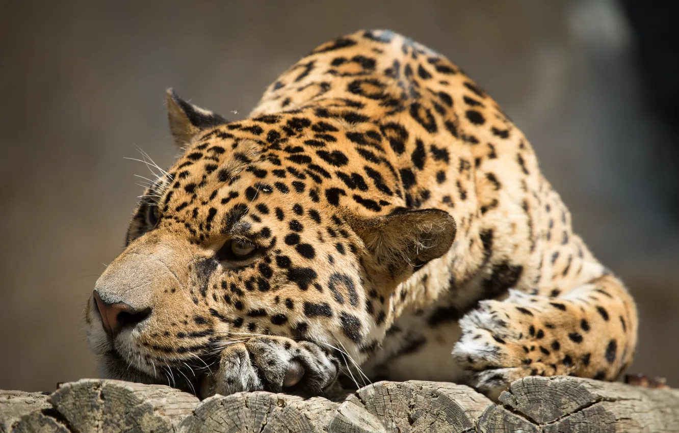 Photo wallpaper cat, face, the sun, stay, Jaguar, log