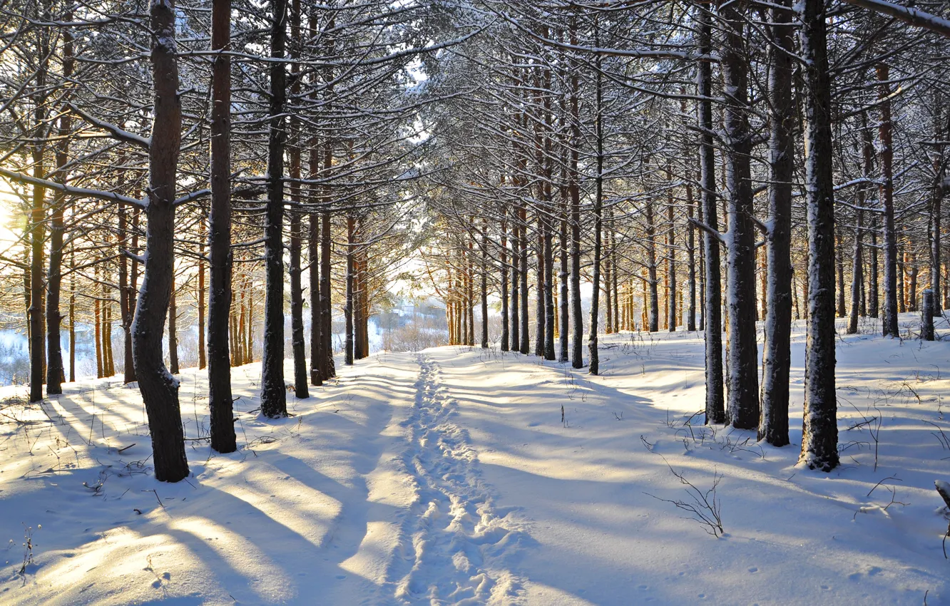 Photo wallpaper winter, forest, snow, trees, traces, clearing
