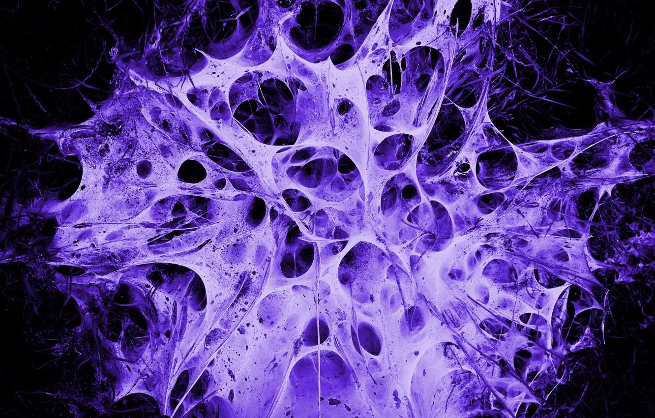 Photo wallpaper purple, web, Alien's Nest