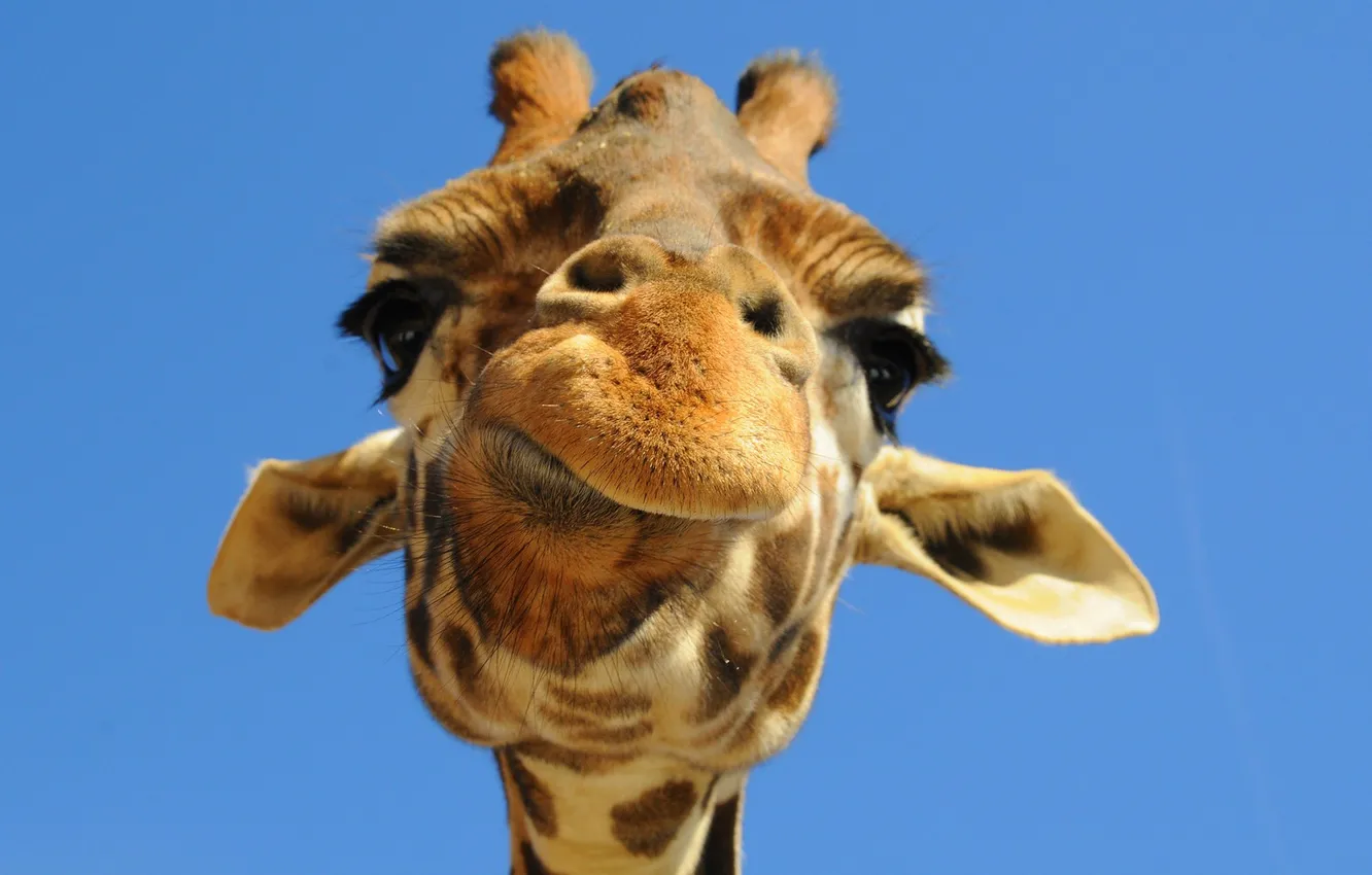 Photo wallpaper animals, blue background, humor, giraffes