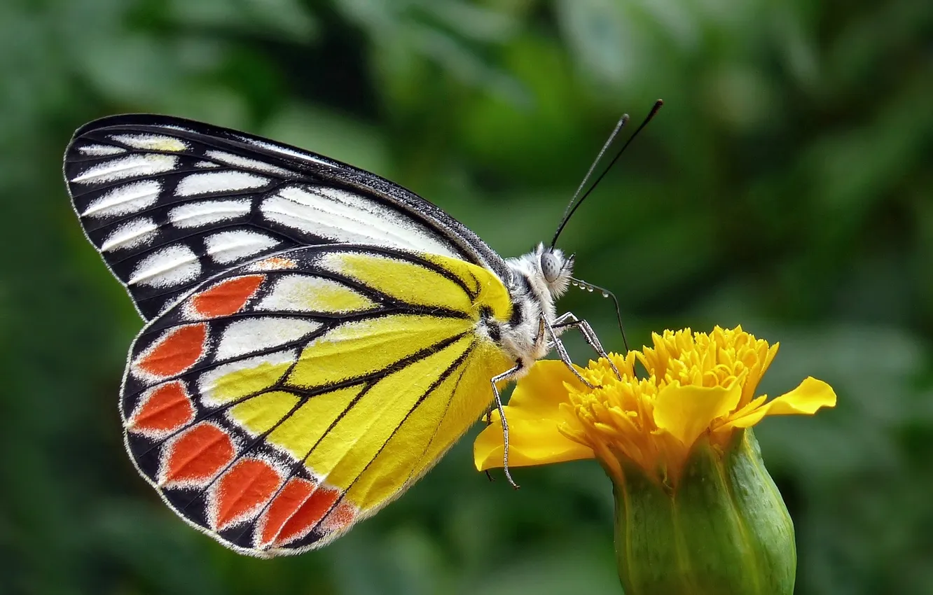 Photo wallpaper flowers, macro, butterfly, wings, beautiful, closeup