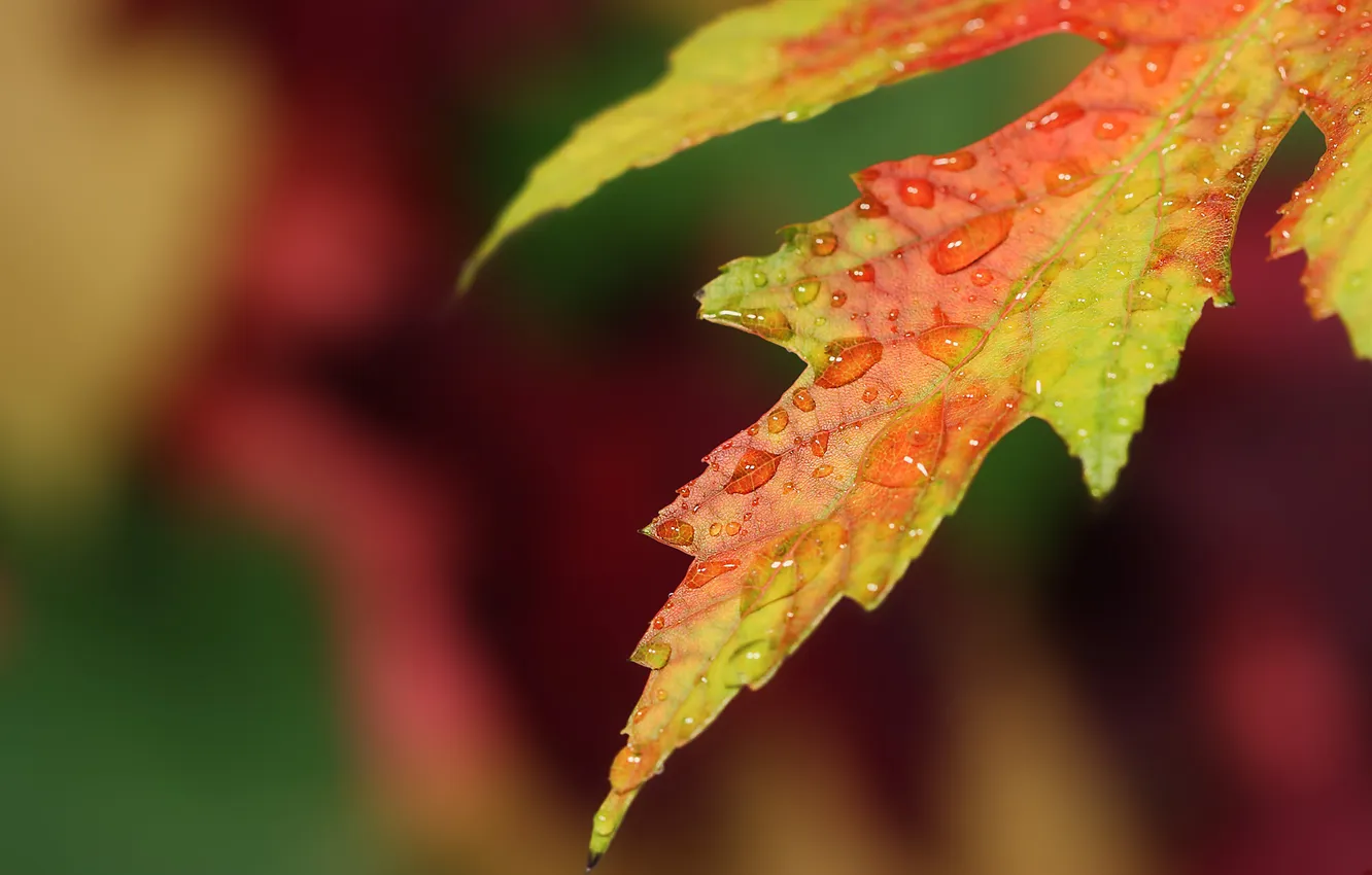 Photo wallpaper autumn, leaves, drops, autumn