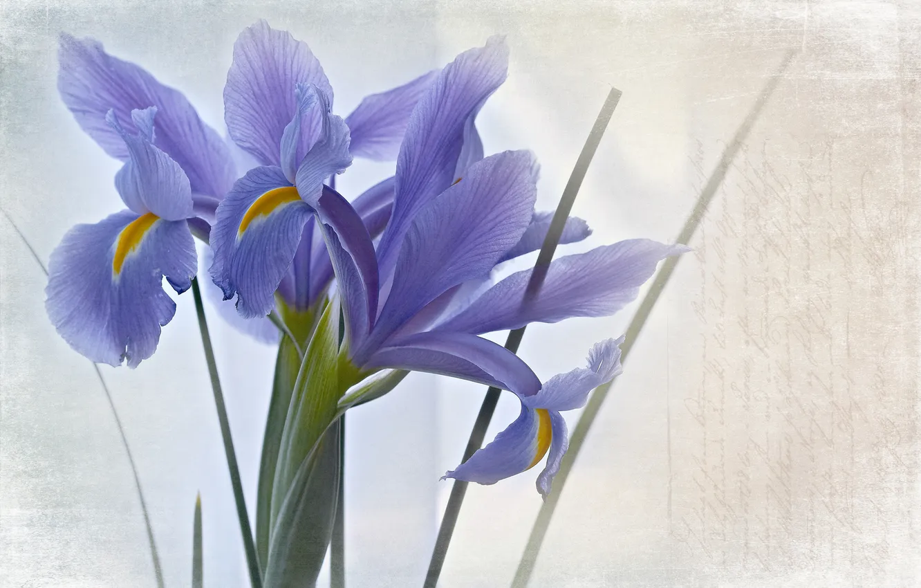 Photo wallpaper flowers, blue, style, background, texture, iris