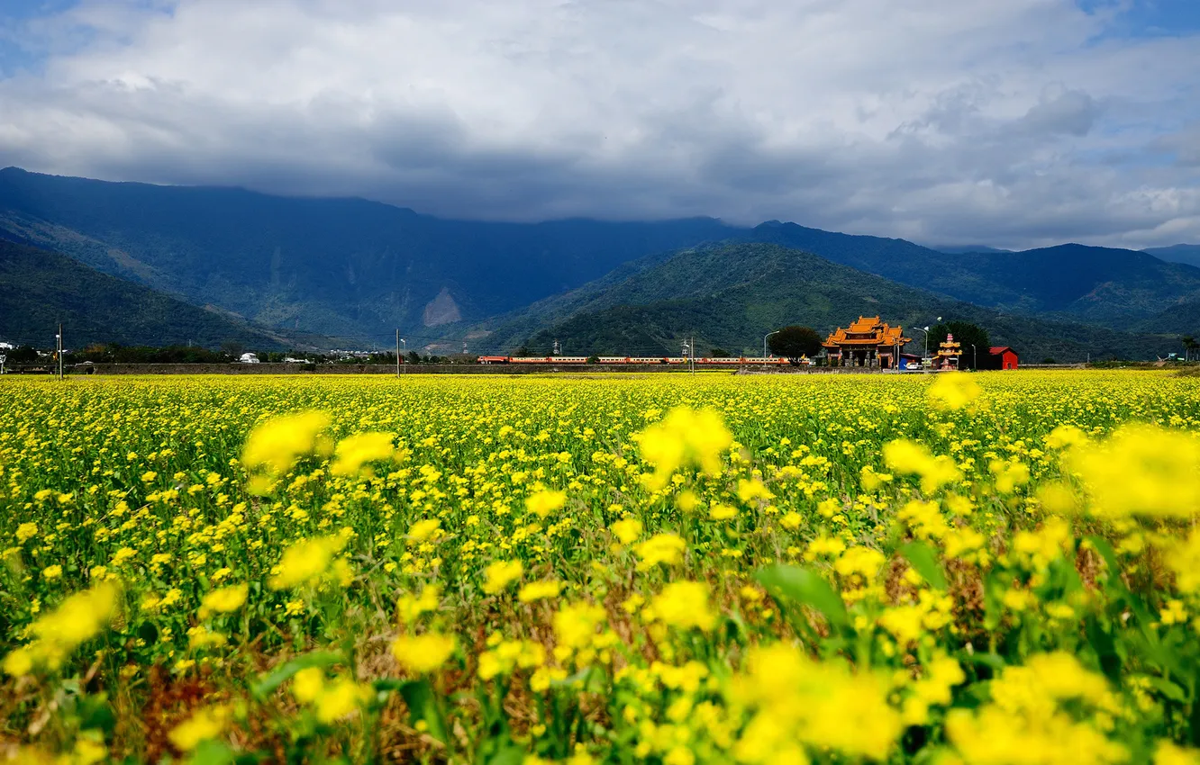 Photo wallpaper field, the sky, clouds, flowers, train, yellow