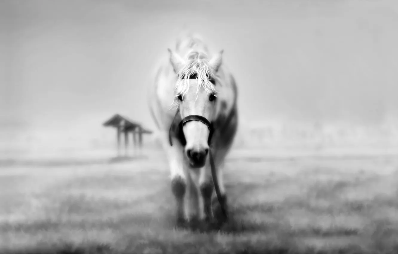 Photo wallpaper BACKGROUND, GRASS, HORSE, FIELD, WHITE, Black and WHITE