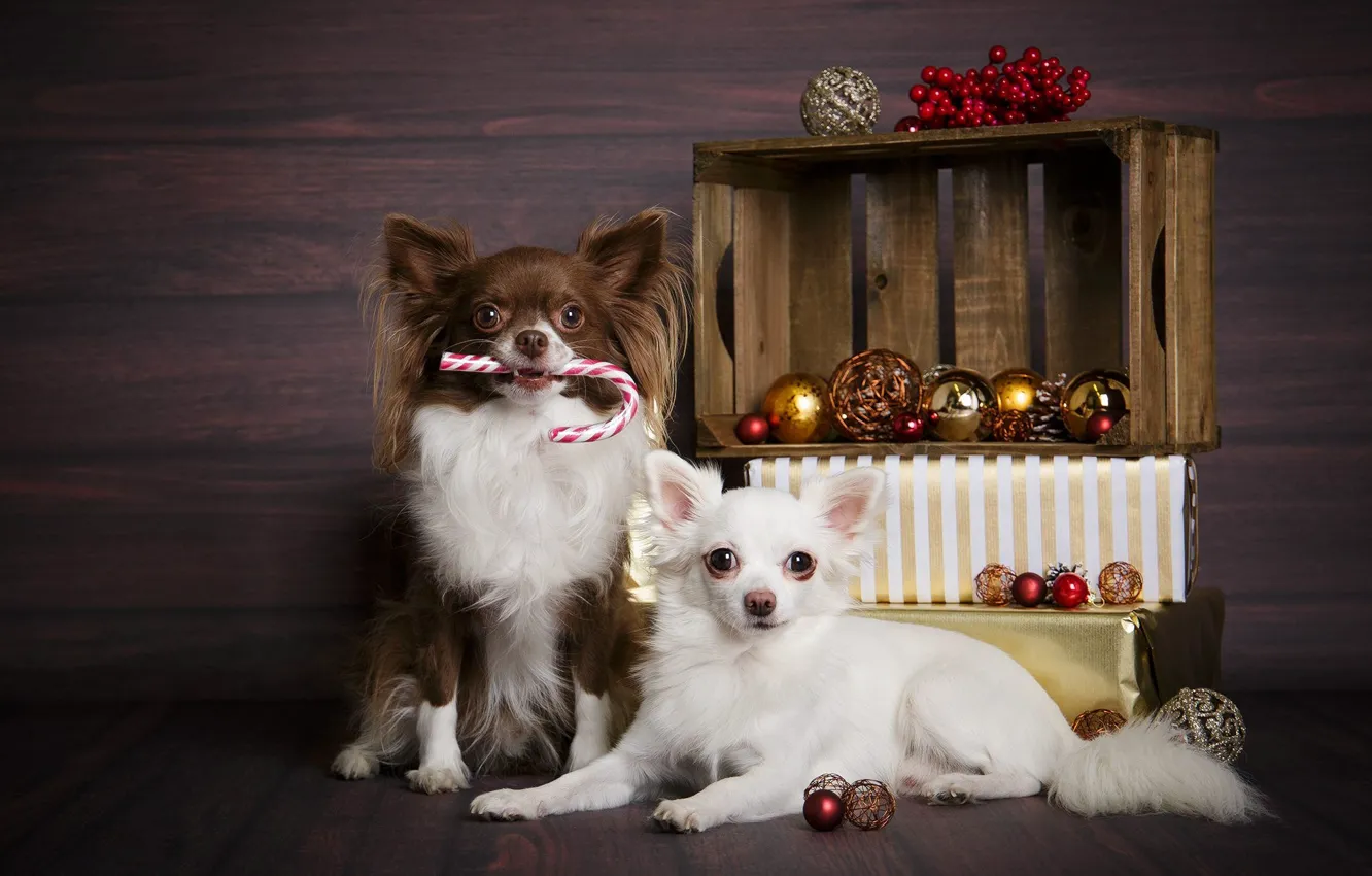 Photo wallpaper dogs, balls, Christmas, gifts, New year, box, a couple, Chihuahua
