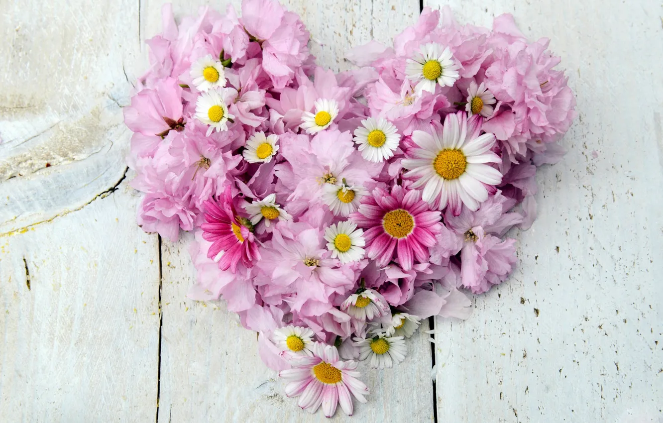 Photo wallpaper flowers, chamomile, heart, chrysanthemum
