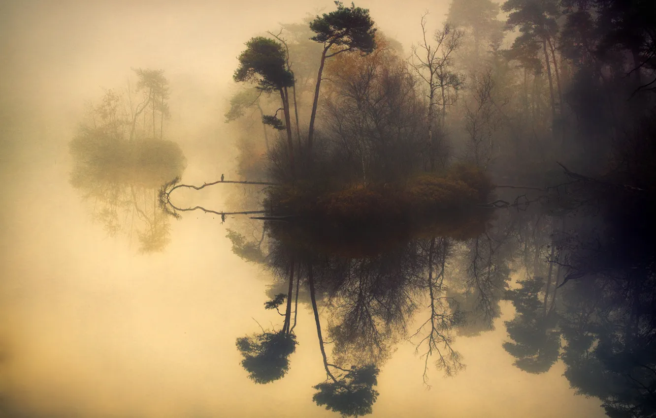 Photo wallpaper trees, fog, reflection, river, river, trees, fog, reflection