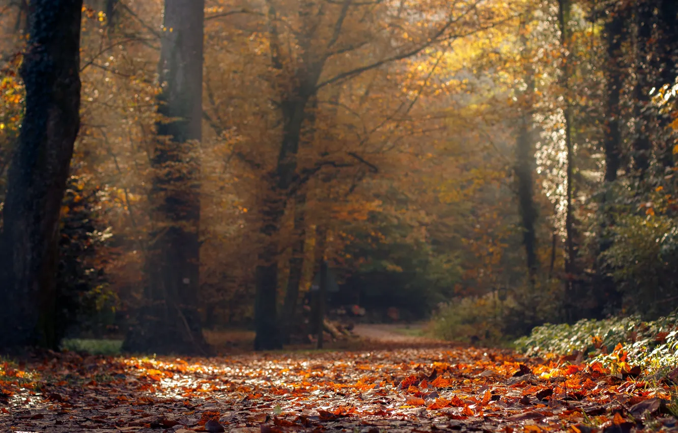 Photo wallpaper road, autumn, leaves