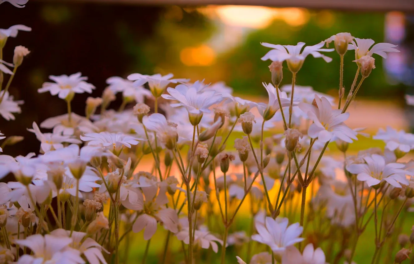 Photo wallpaper Spring, Flowers, Flowers, Spring, Cerastium