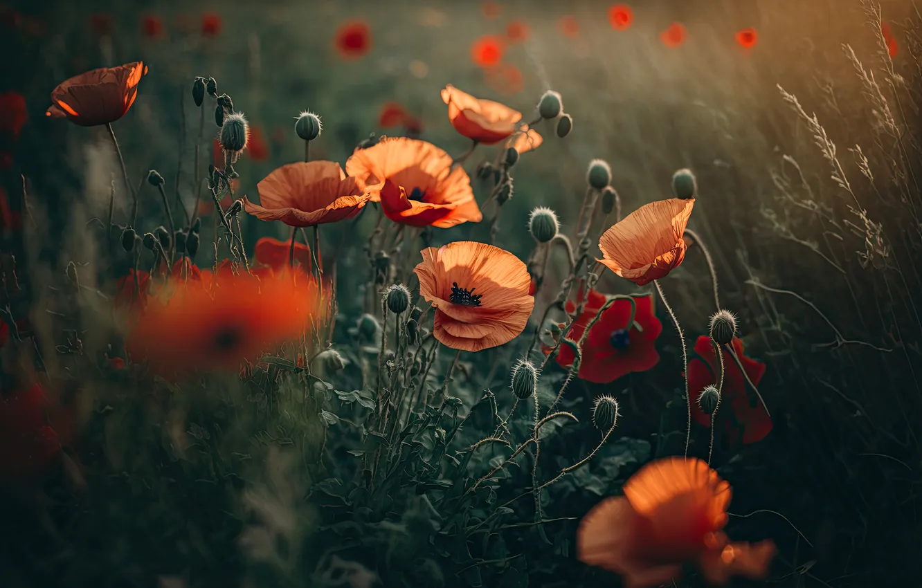 Photo wallpaper field, summer, light, flowers, glade, Maki, red, buds