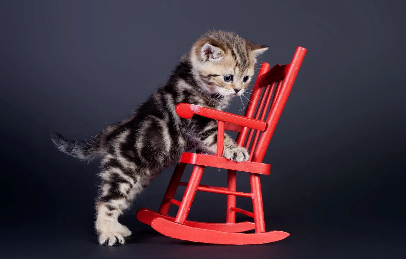 Photo wallpaper cat, look, chair