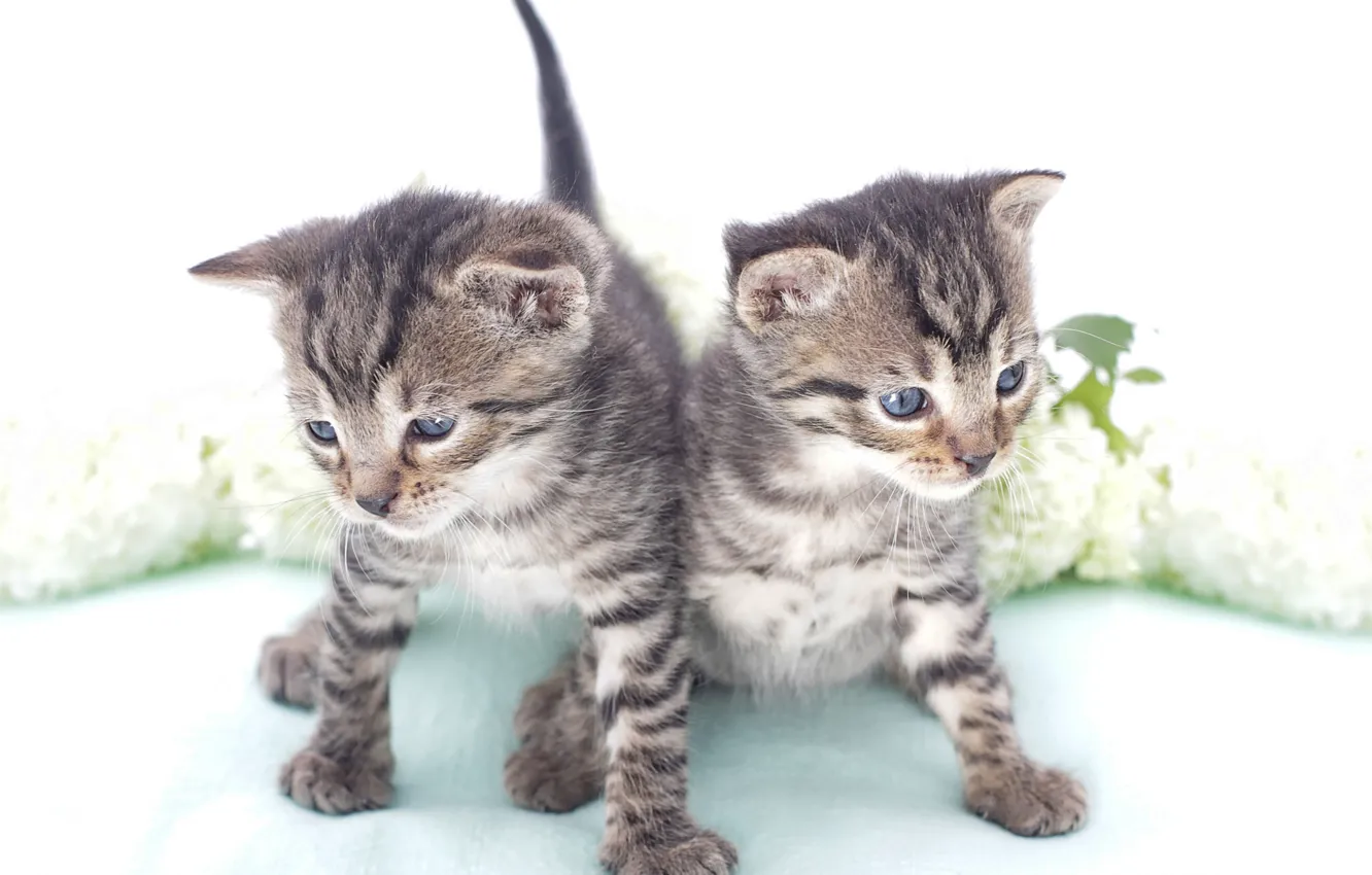 Photo wallpaper baby, kitty, twins