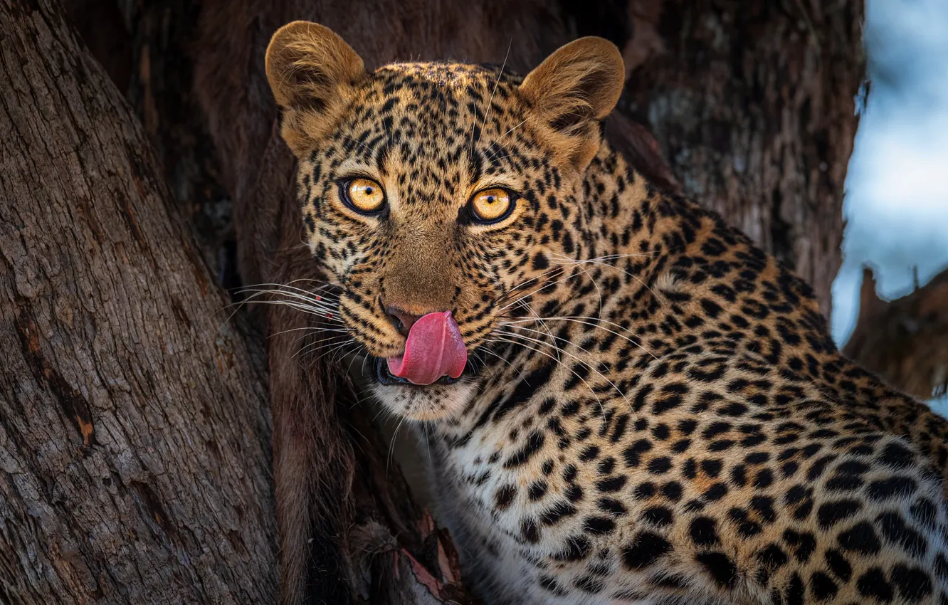 Photo wallpaper language, look, face, trees, portrait, leopard, bark, mining