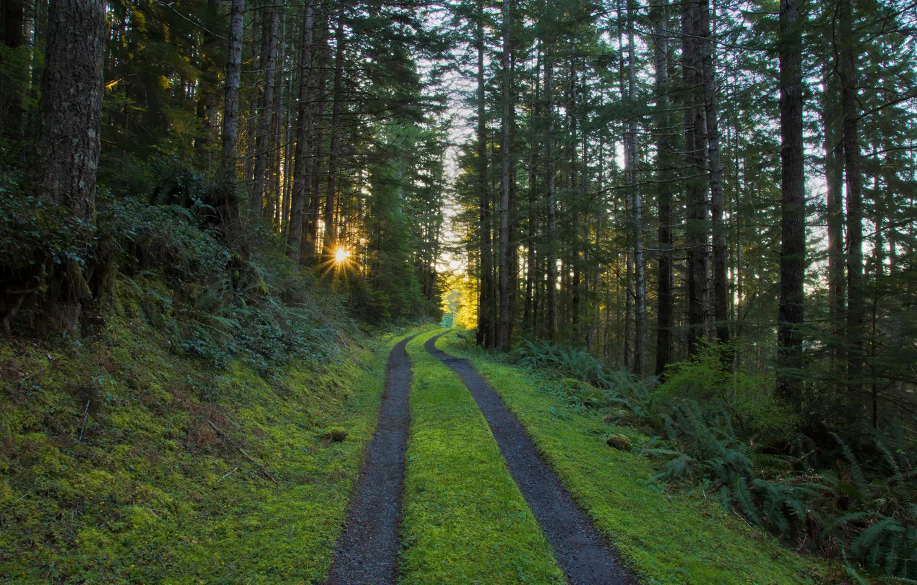 Photo wallpaper road, forest, the sun, rays, morning, pine