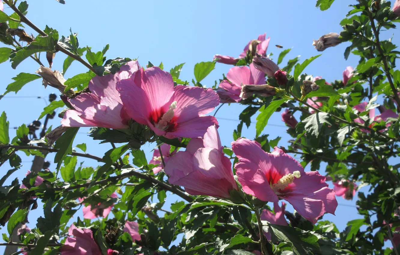 Photo wallpaper the sky, leaves, branches, pink flowers, hibiscus, Meduzanol ©, summer 2018