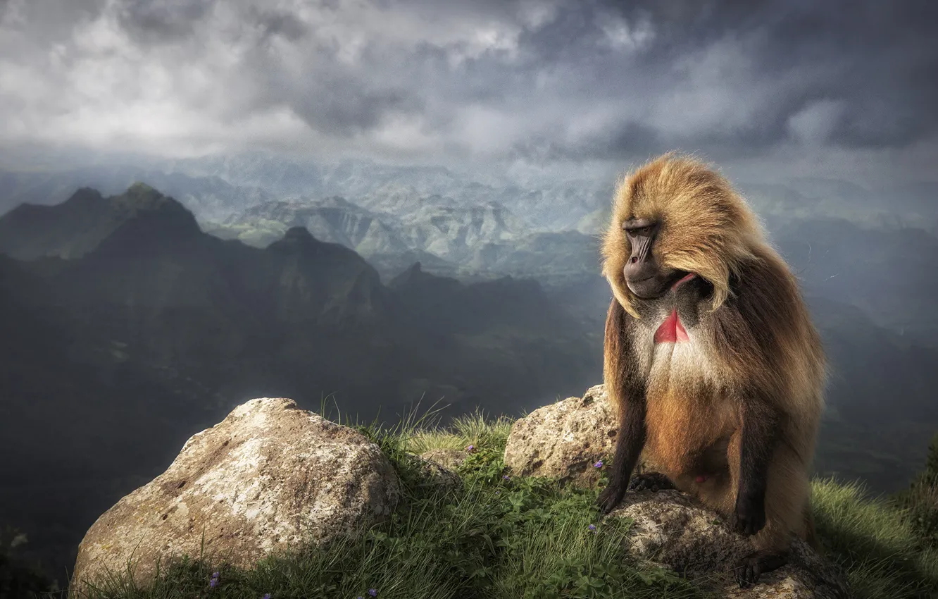 Photo wallpaper mountains, fog, open, rocks, height, monkey, baboon