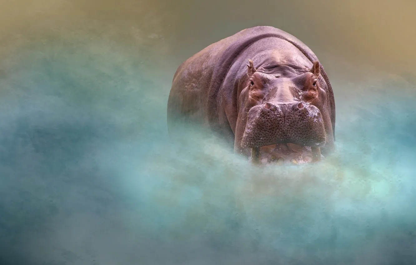 Photo wallpaper look, face, background, portrait, treatment, mouth, Hippo