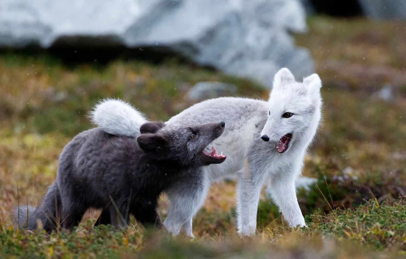 Photo wallpaper nature, the game, two, pair, Fox