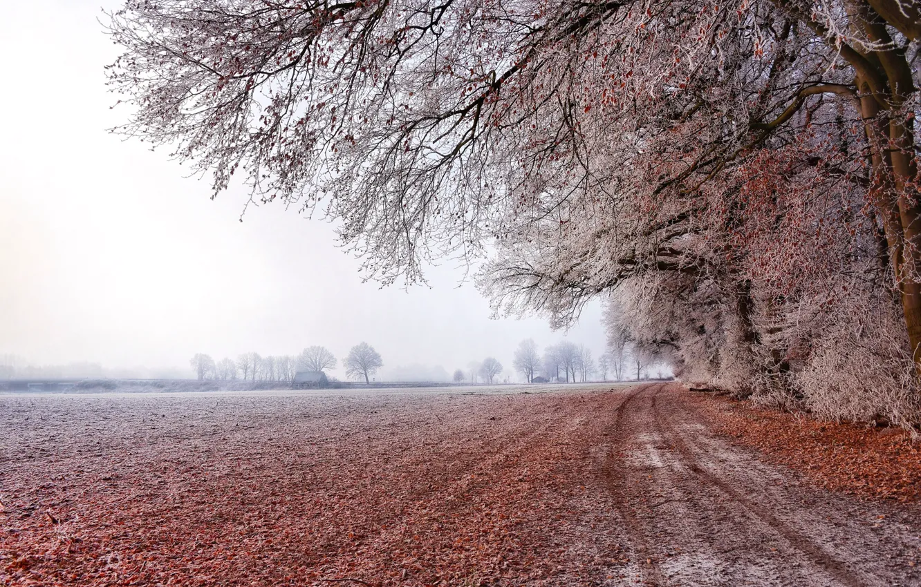 Photo wallpaper frost, road, field, trees
