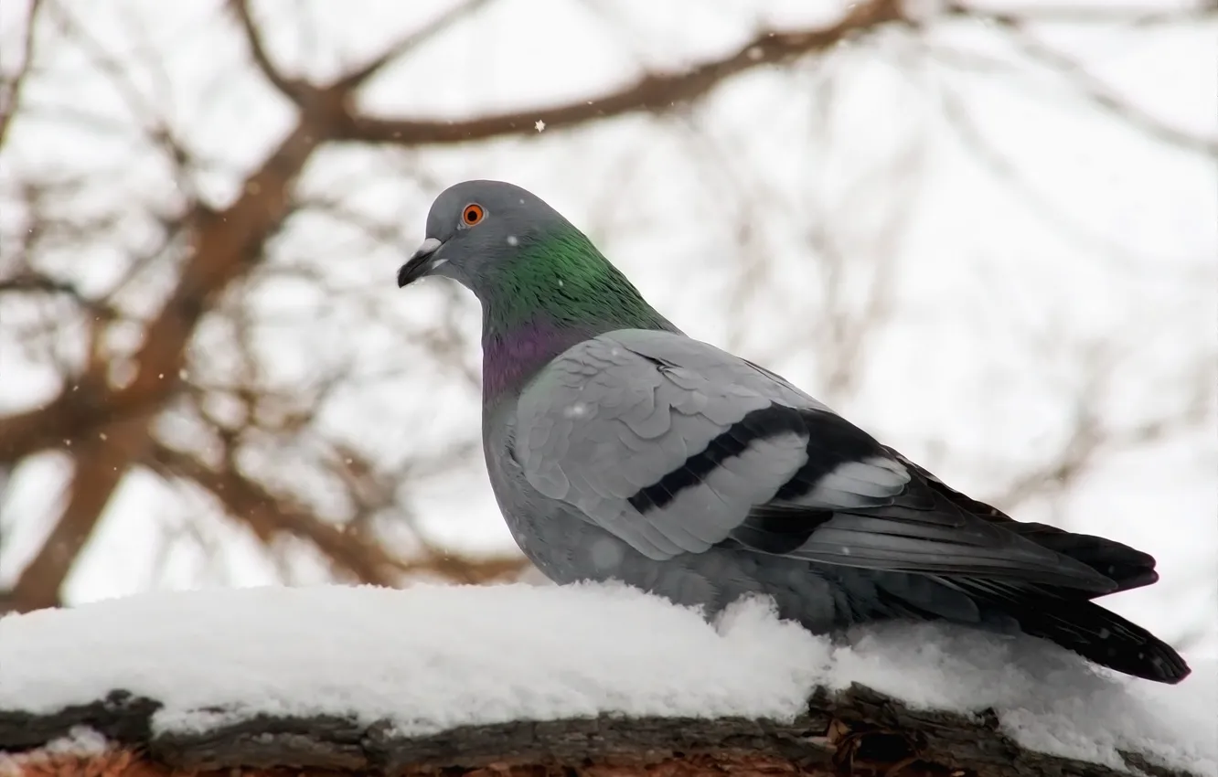 Photo wallpaper winter, snow, background, bird, dove