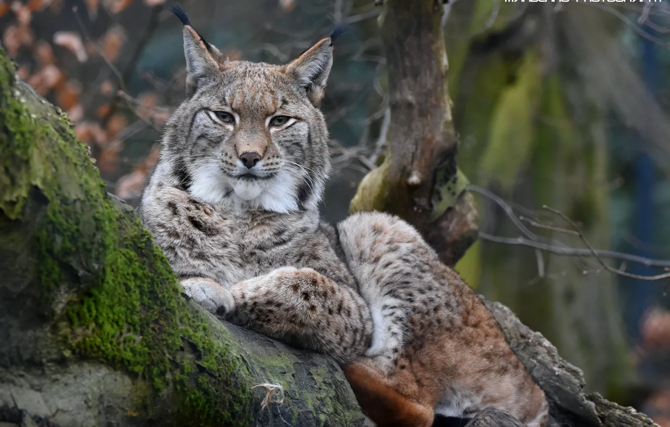 Photo wallpaper predator, log, lynx