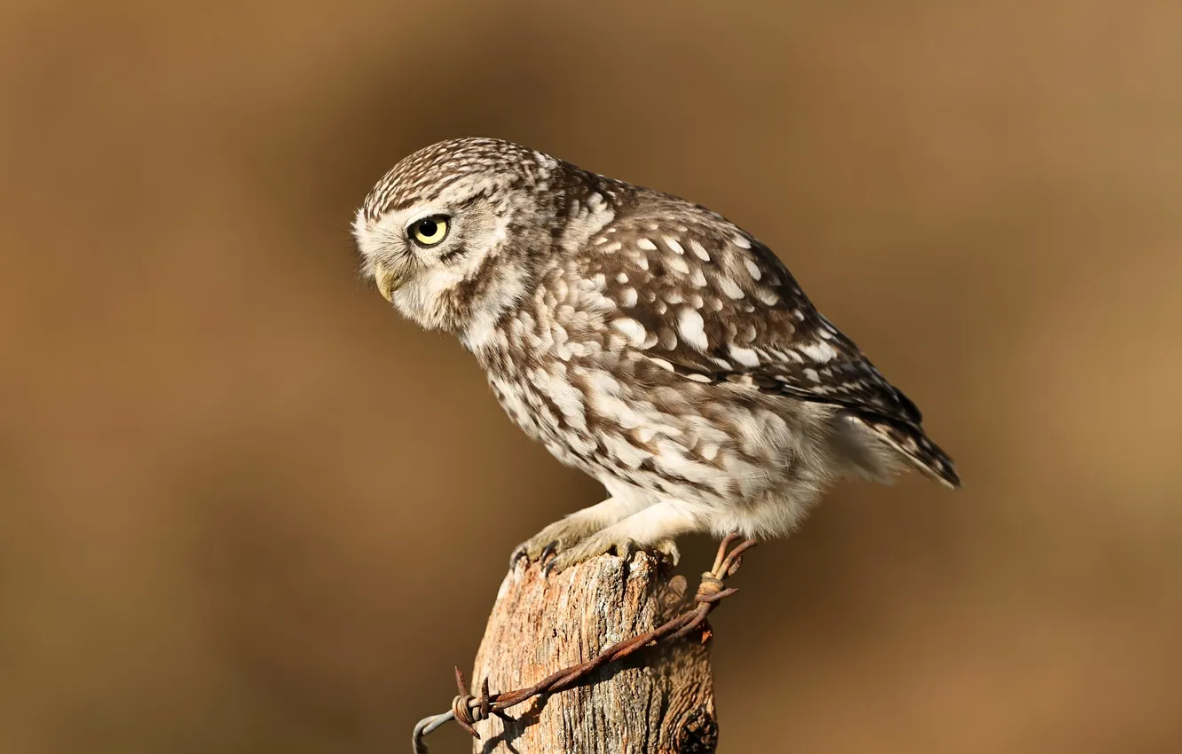 Photo wallpaper owl, bird, columns