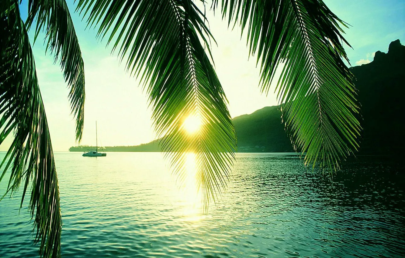 Photo wallpaper rays, sun, Seychelles, palm, trough