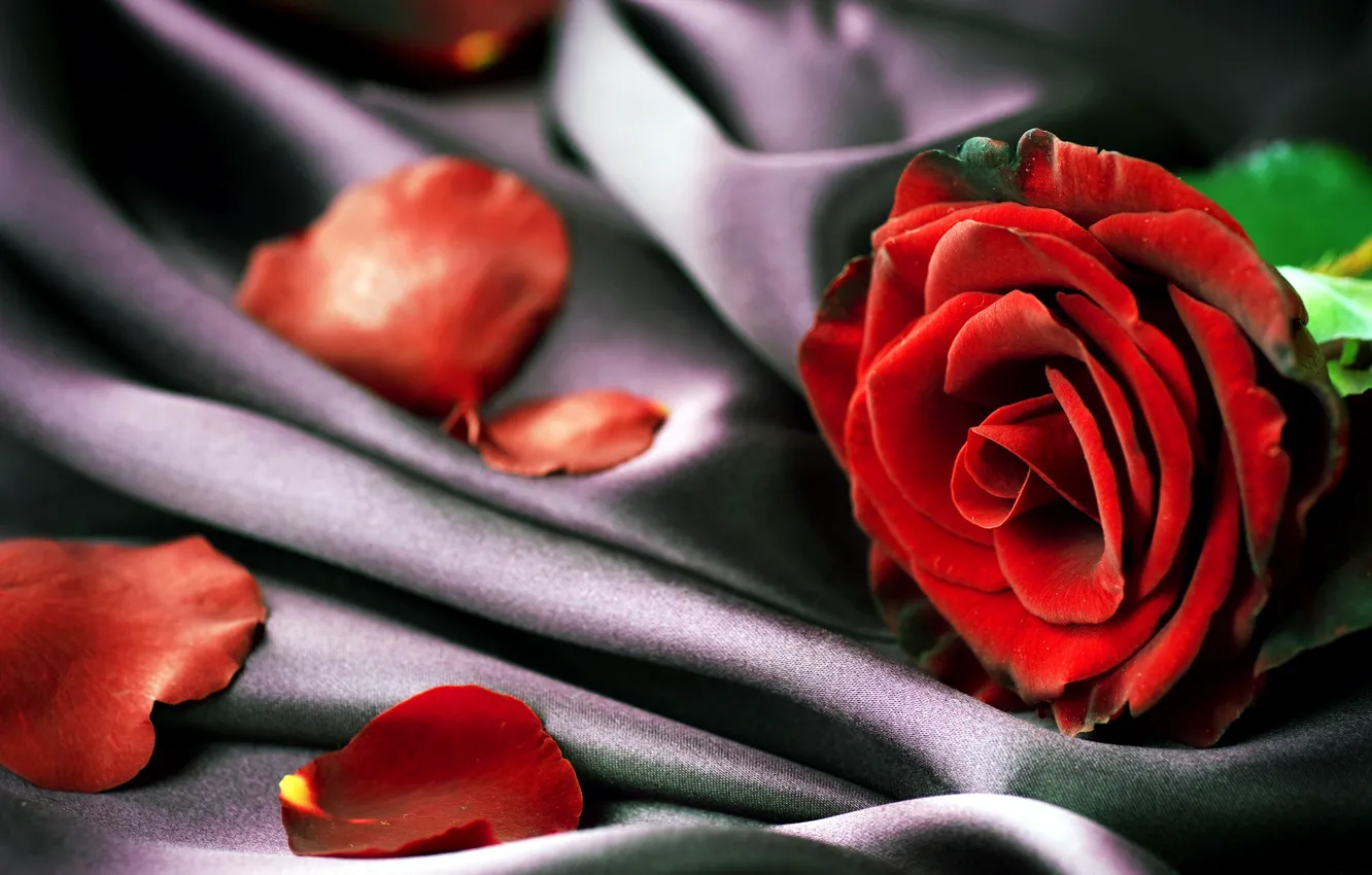 Photo wallpaper rose, petals, fabric