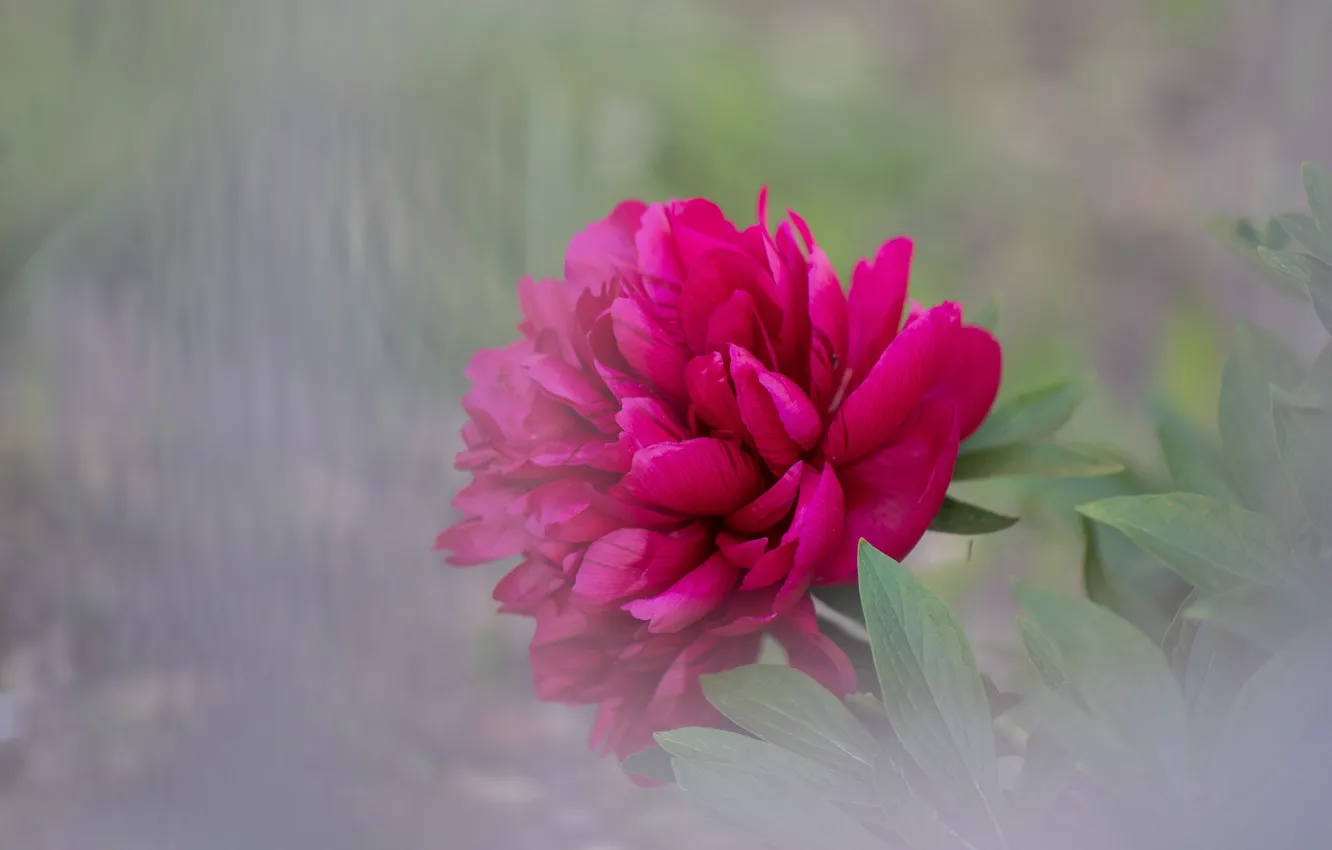 Photo wallpaper flower, blur, peony