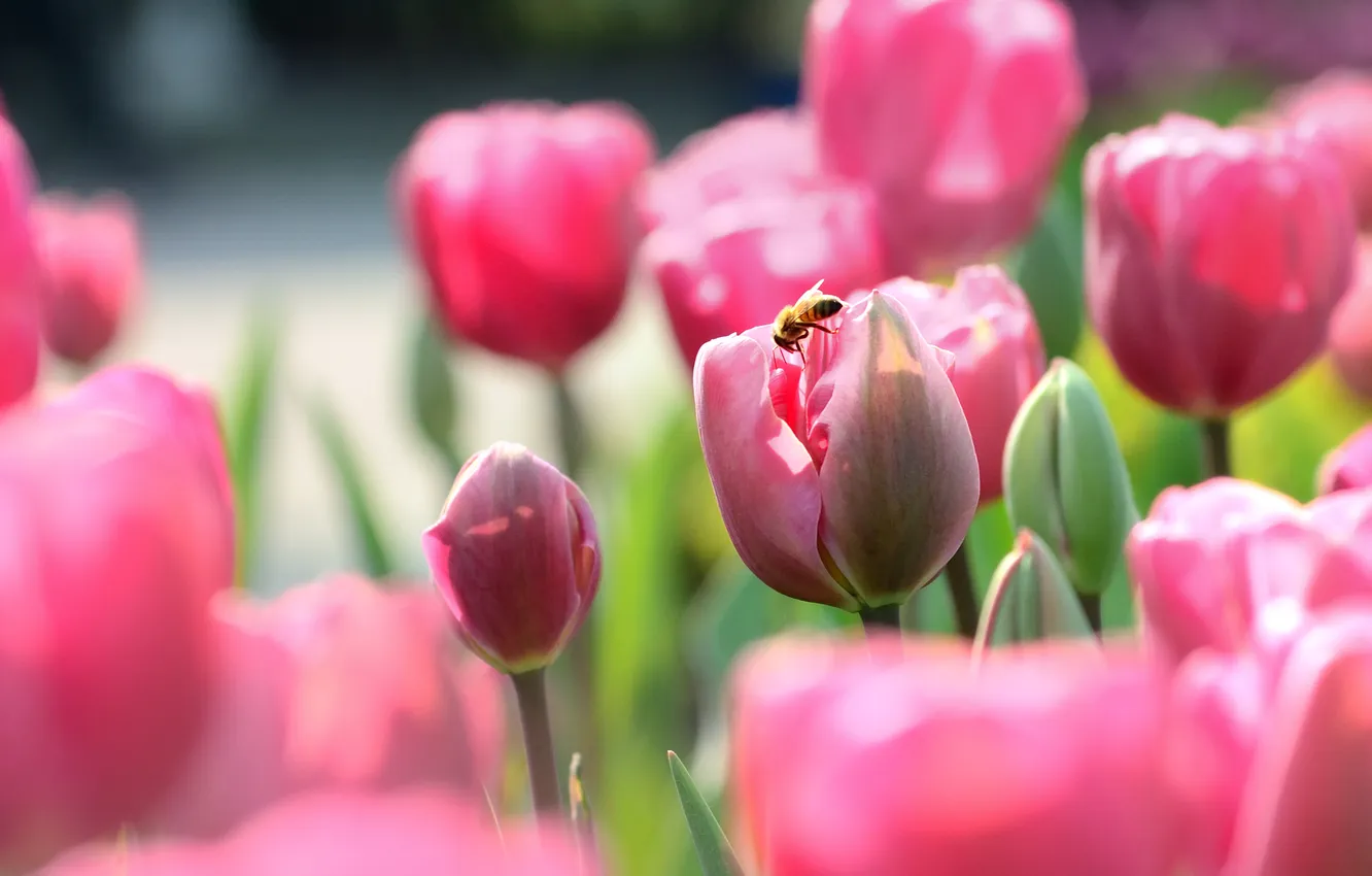 Photo wallpaper flowers, bee, spring, tulips, pink, bokeh