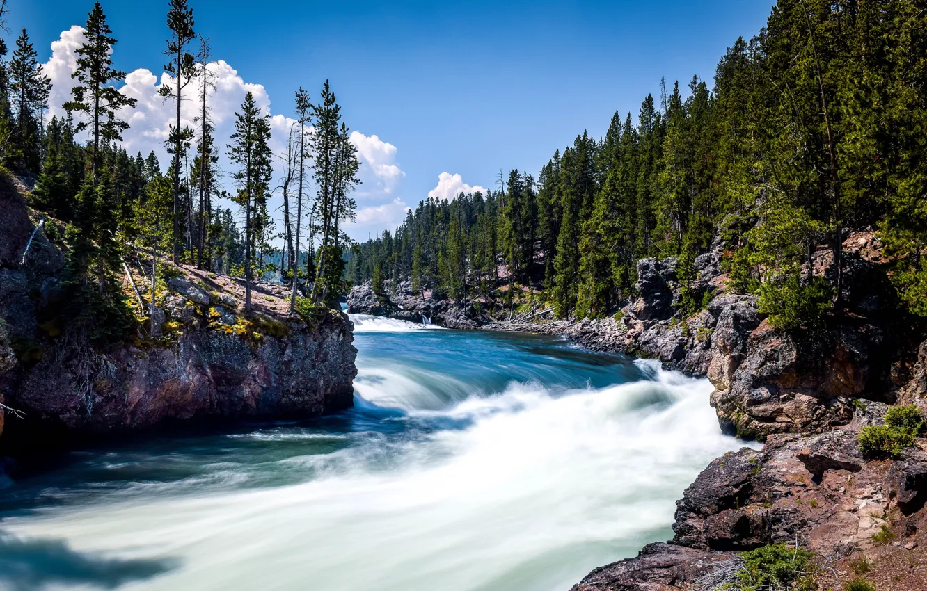 Photo wallpaper forest, trees, river, Bank, Yellowstone River, river Yellowstone