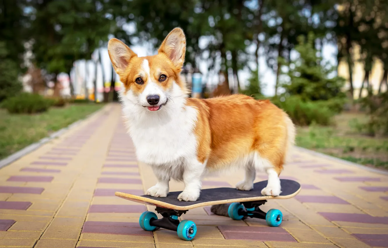 Photo wallpaper dog, animal, board, cute, Active, adorable, cardigan, breed