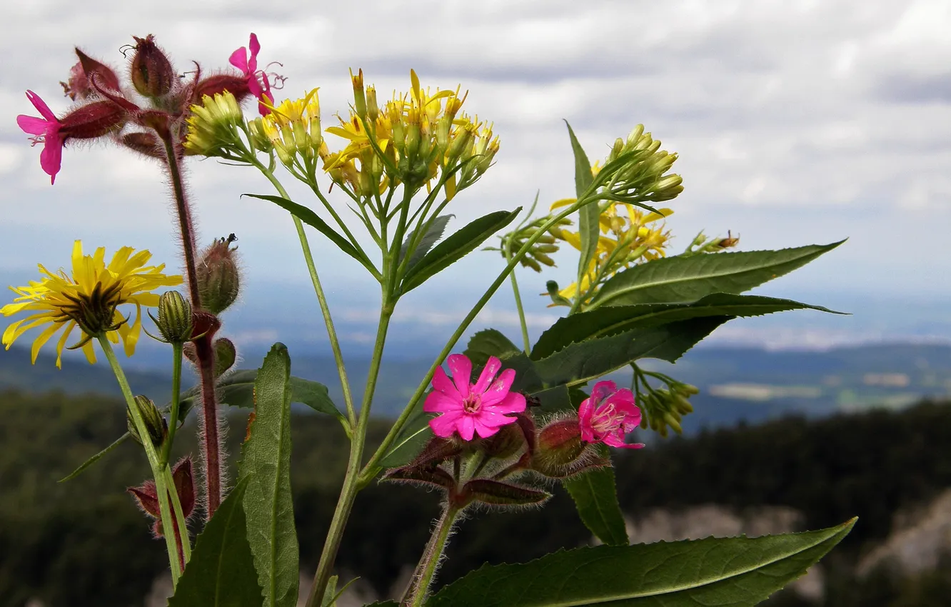 Photo wallpaper the sky, leaves, clouds, macro, flowers, mountains, plant, petals