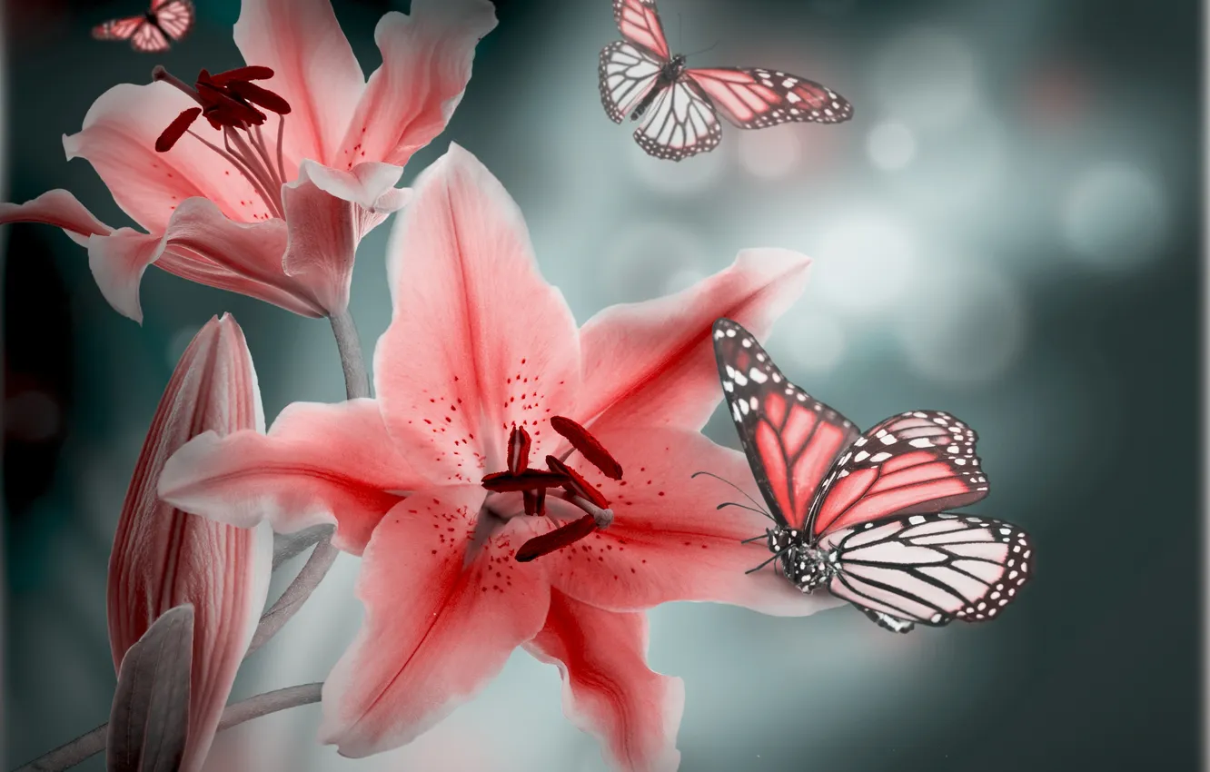Photo wallpaper leaves, butterfly, petals, buds, flowering, leaves, petals, blossoms