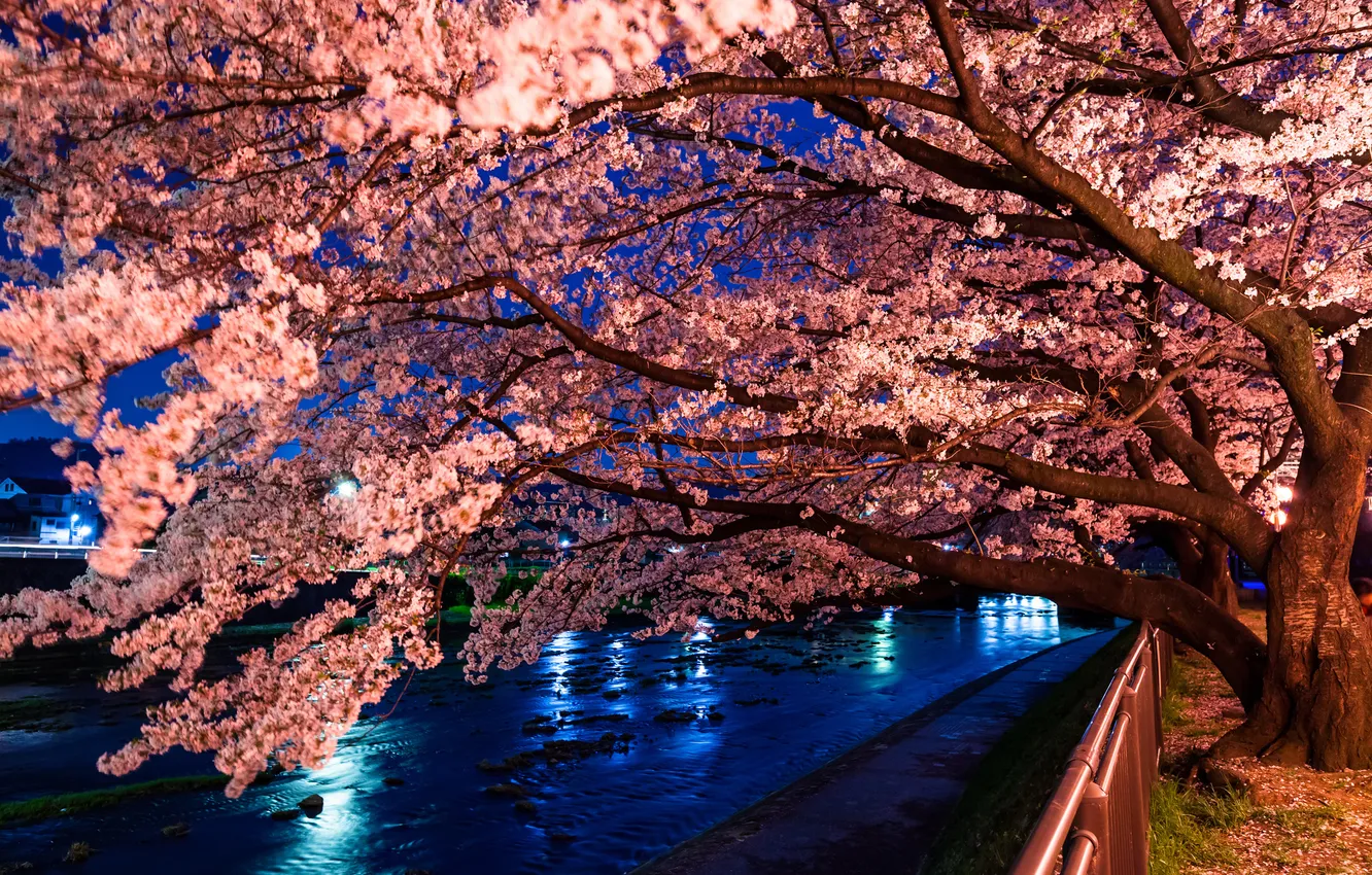 Photo wallpaper the city, tree, the evening, Japan, Sakura, cherry blossoms