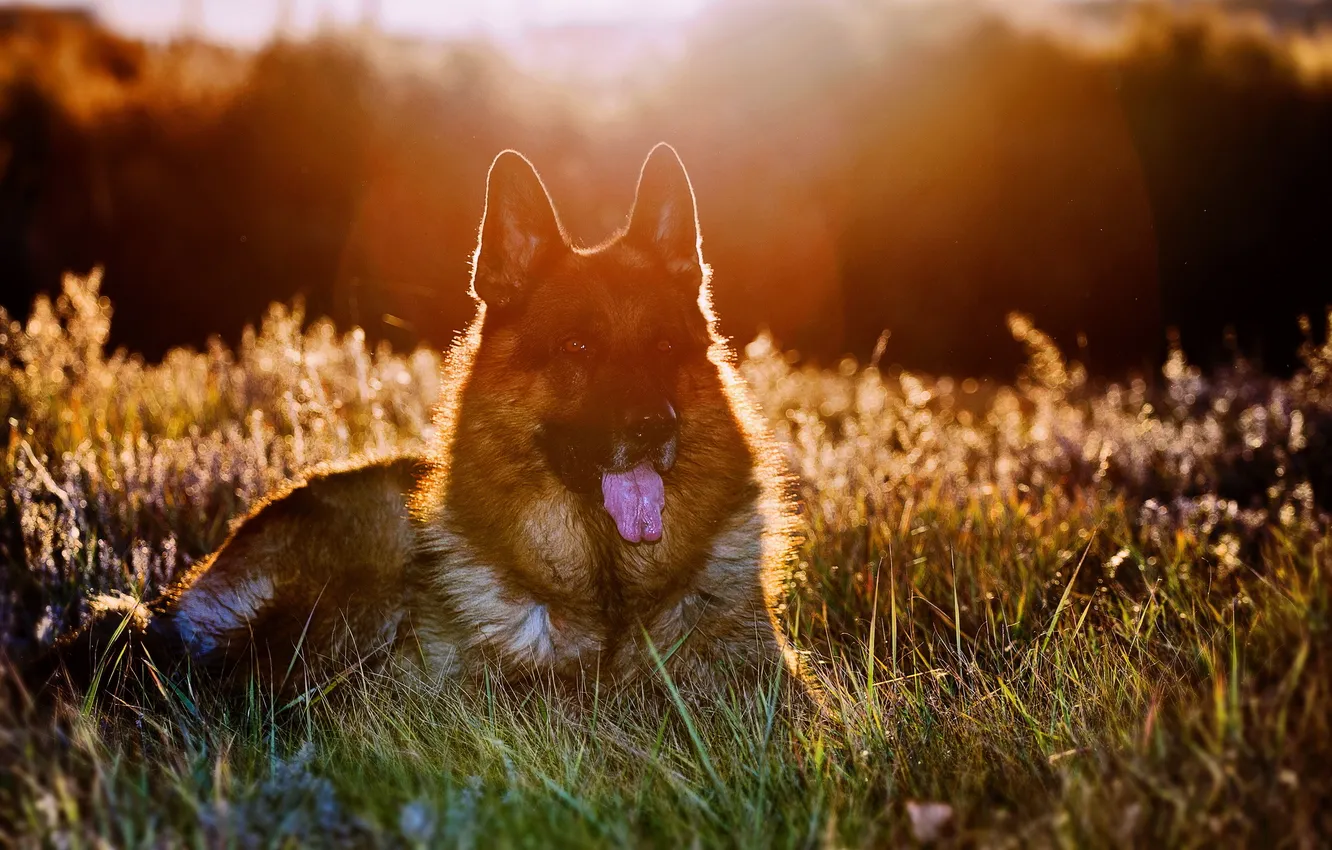 Photo wallpaper light, each, dog