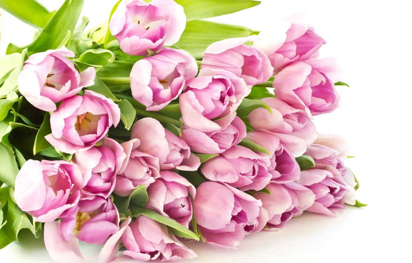 Photo wallpaper flowers, tulips, pink