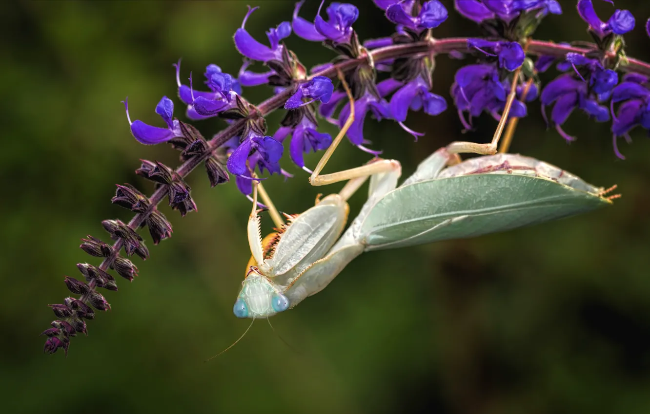 Photo wallpaper look, macro, flowers, green, background, mantis, insect, lilac