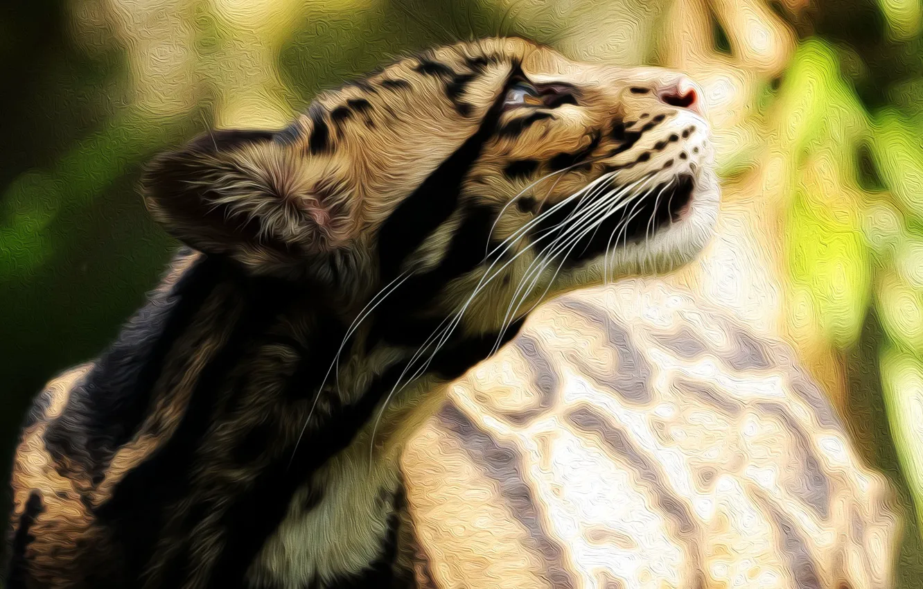 Photo wallpaper background, coloring, clouded leopard