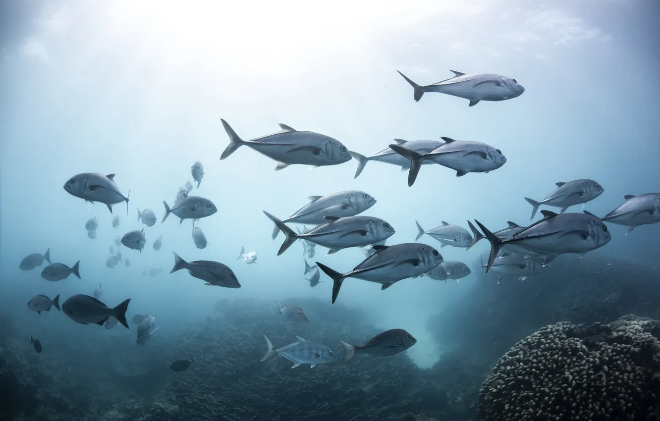 Photo wallpaper sea, ocean, fish, Salt Water, Tuna
