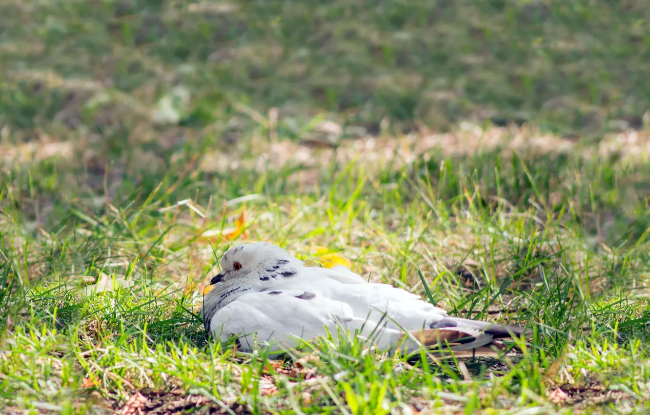 Photo wallpaper grass, green, background, bird, pigeons