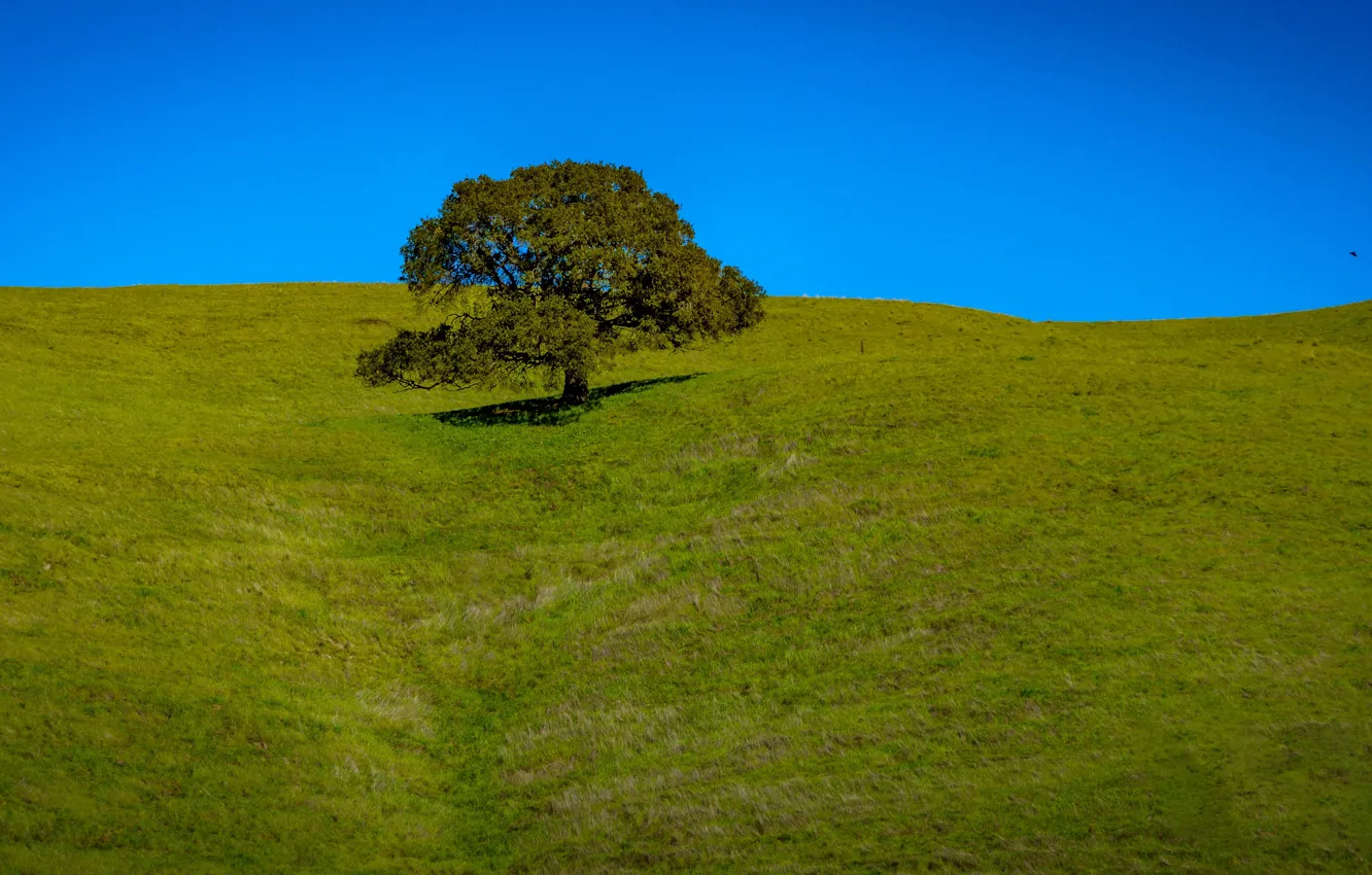 Photo wallpaper the sky, grass, tree, hills