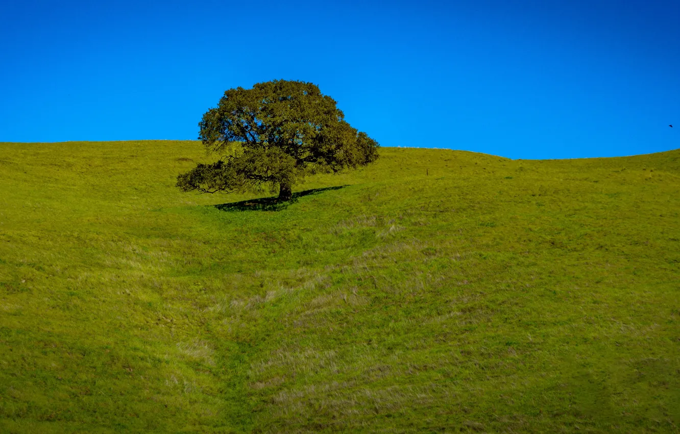 Photo wallpaper the sky, grass, trees, hills